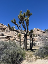 Joshua Tree: Trees