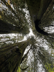 Olympic: Hoh Rainforest Trees