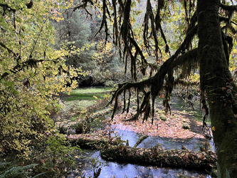 Olympic: Hoh Rainforest