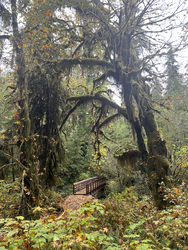 Olympic: quinault rainforest
