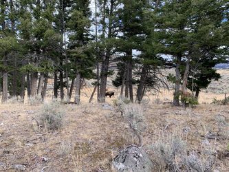 Yellowstone: Lone Buffalo