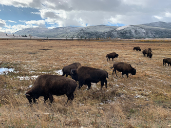 yellowstone: buffalo